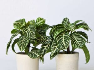 Aphelandra - Set Van 4 - Zebraplant